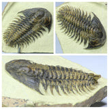 R263/R264/R276/R33 Harpes, Acanthopyge, Psedosaukianda & Drotops Trilobites - Order Travis