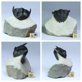 Lot of Trilobites and Dinosaur Teeth -YangKe Order