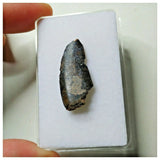 S27 - Rare Eocarcharia dinops Dinosaur Tooth - Cretaceous Elrhaz Fm Tenere Desert