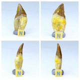 L145/R300/R301/R304 Nileid Trilobite + Basilosaurus teeth - Doyague Order