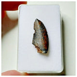 S27 - Rare Eocarcharia dinops Dinosaur Tooth - Cretaceous Elrhaz Fm Tenere Desert