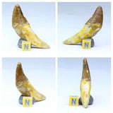 L145/R300/R301/R304 Nileid Trilobite + Basilosaurus teeth - Doyague Order