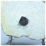 Lot of Trilobites and Dinosaur Teeth -YangKe Order