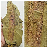 A20 - Top Rare 5.11'' Anomalocaridid Aegirocassis Appendage Ordovician Fezouata(143935043598)