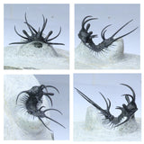 Lot of Trilobites and Dinosaur Teeth -YangKe Order