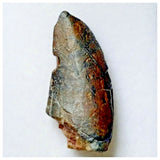 S27 - Rare Eocarcharia dinops Dinosaur Tooth - Cretaceous Elrhaz Fm Tenere Desert