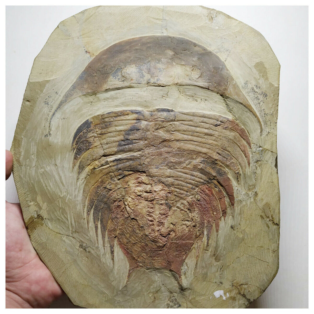 A2 - Top Rare Huge 7.55'' Dikelokephalina Lower Ordovician Trilobite Fezouata Fm(143934881735)