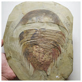 A2 - Top Rare Huge 7.55'' Dikelokephalina Lower Ordovician Trilobite Fezouata Fm(143934881735)