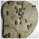 A4 - Museum Grade Mass Mortality Plate with 22 Symphysurus Ordovician Trilobites(143934904193)