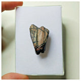 S12 - Ouranosaurus nigeriensis Basal Hadrosaur Dinosaur Tooth Cretaceous Elrhaz Fm