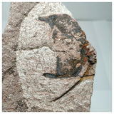 Unidentified Ordovician Carpoid + Yunnanolimulus luopingensis Middle Triassic Horseshoe Crab (143932230694)