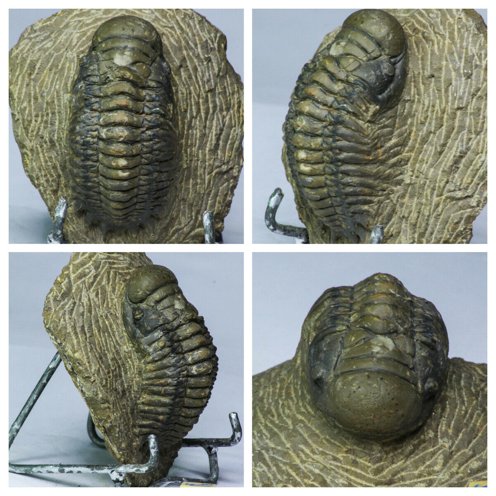 L127 - Nicely Prepared 2.36 Inch Crotalocephalina gibbus Devonian Trilobite - Soltys Order