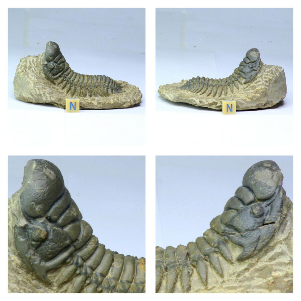 R352 - Nicely Prepared 2.95 Inch Crotalocephalina gibbus Devonian Trilobite(143938006110)