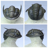 R272 & R306 Basilosaurus Tooth + Cornuproetus Trilobite - Darren Order