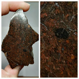 Lot of Meteorites - Order Laurent