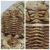 R32 - Great Rare 1.10'' Toletanaspis sp Lower Ordovician Trilobite Fezouata Fm(143938367057)