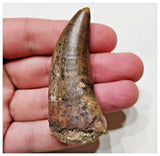 E1- Finest Grade Eocarcharia dinops Dinosaur Tooth - Cretaceous Elrhaz Fm Tenere Desert