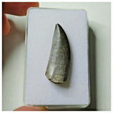 S24 - Kryptops palaios Abelisaurid Theropod Dinosaur Tooth Cretaceous Elrhaz Fm