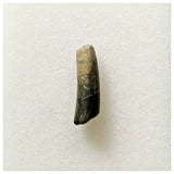 J79 - Top Rare Nigersaurus taqueti Sauropod Dinosaur Tooth Cretaceous Elrhaz Fm