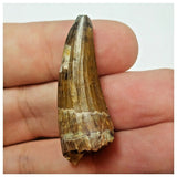 W21 - Rare Suchomimus tenerensis Dinosaur Tooth Lower Cretaceous Elrhaz Fm