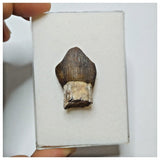 JS3 - Top Rare Jobaria tiguidensis Sauropod Dinosaur Tooth Jurassic Tiouraren Fm