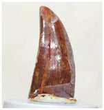 G55 - Finest 1.53'' Carcharodontosaurus Dinosaur Premaxillary Tooth Cretaceous