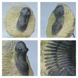 Lot of Trilobites and Dinosaur Teeth -YangKe Order