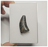 JS146 - Rare Eocarcharia dinops Dinosaur Tooth Cretaceous Elrhaz Fm Tenere Desert