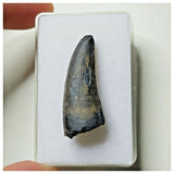 S8 - Exceedingly Rare Suchomimus tenerensis Dinosaur Tooth - Elrhaz Fm - Niger