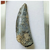 S25 - Kryptops palaios Abelisaurid Theropod Dinosaur Tooth Cretaceous Elrhaz Fm