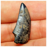 JS25 - Rare Eocarcharia dinops Dinosaur Tooth - Cretaceous Elrhaz Fm Tenere Desert