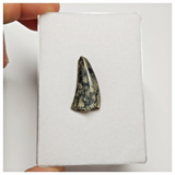 S34 - Rare Afrovenator abakensis Megalosaurid Dinosaur Tooth Jurassic Tiouraren Fm