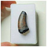 S28 - Rare Eocarcharia dinops Dinosaur Tooth - Cretaceous Elrhaz Fm Tenere Desert