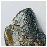 S17 - Spinophorosaurus nigeriensis Basal Sauropod Dinosaur Tooth Jurassic Irhazer Fm