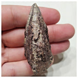 F1 - Unidentified Theropod Dinosaur Foot Claw Cretaceous Elrhaz Fm Tenere Desert