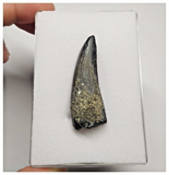 T29 - Rare Suchomimus tenerensis Dinosaur Tooth Lower Cretaceous Elrhaz Fm