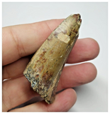 T13 - Top Rare Eocarcharia dinops Dinosaur Tooth - Cretaceous Elrhaz Fm