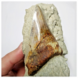 T125 - Finest Quality Serrated 3.42'' Megalodon Tooth in Matrix Indonesia Location