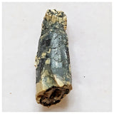 E16 - Rare Afrovenator abakensis Megalosaurid Dinosaur Tooth Jurassic Tiouraren Fm