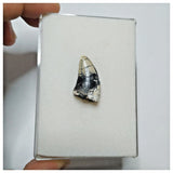 JS12 - Rare Afrovenator abakensis Megalosaurid Dinosaur Tooth Jurassic Tiouraren Fm