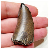 E6 - Rare Eocarcharia dinops Dinosaur Tooth - Cretaceous Elrhaz Fm Tenere Desert