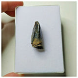 S18 - Top Rare Unidentified Basal Sauropod Dinosaur Tooth Jurassic Tenere Desert