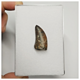 T164 - Rare Eocarcharia dinops Dinosaur Tooth Cretaceous Elrhaz Fm Tenere Desert