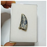 JS16 - Rare Afrovenator abakensis Megalosaurid Dinosaur Tooth Jurassic Tiouraren Fm