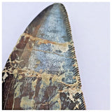 B13 - Rare 2.16'' Black Carcharodontosaurus Dinosaur Tooth Upper Cretaceous Talsint