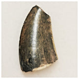 JS44 - Rare Eocarcharia dinops Dinosaur Tooth - Cretaceous Elrhaz Fm Tenere Desert