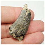 JS144 - Rare Eocarcharia dinops Dinosaur Tooth Cretaceous Elrhaz Fm Tenere Desert