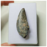 S5 - Rare Eocarcharia dinops Dinosaur Tooth - Cretaceous Elrhaz Fm Tenere Desert