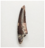 T176 - Rare Suchomimus tenerensis Dinosaur Tooth Lower Cretaceous Elrhaz Fm