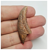 T72 - Top Rare 1.77 Inch Upper Cretaceous Pterosaur Claw KemKem Beds Ifezouane Fm